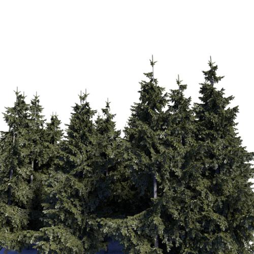 Background spruces preview image